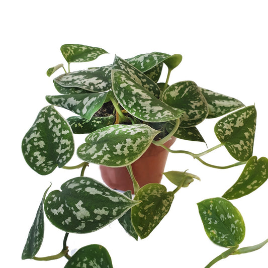 Satin Pothos | Shade Loving Plants