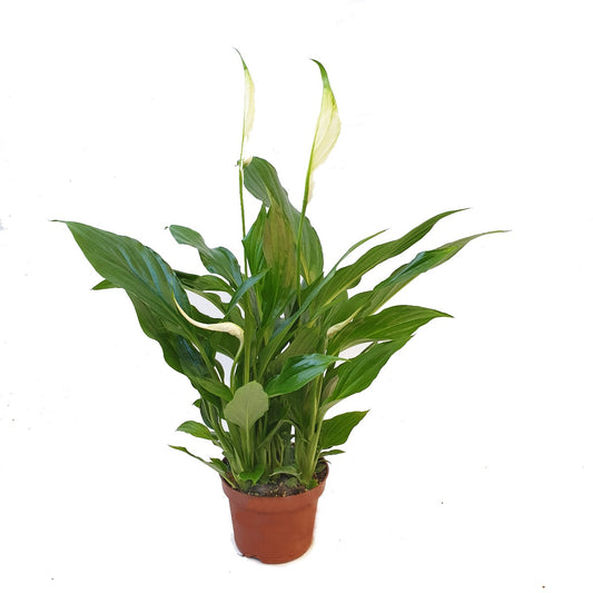Peace Lily | Chopin | Perfect Plants for Under £30
