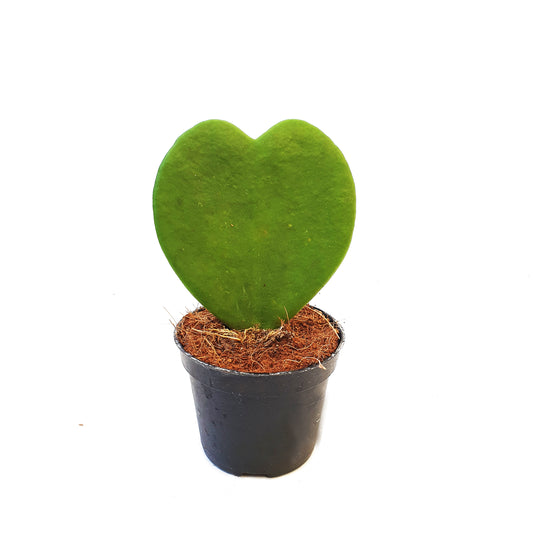 Heart Plant | Kerrii | Small Plants & Tot Pots