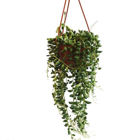 String Of Teardrops | String Of Pearls | Indoor Succulent Plants
