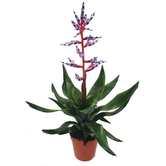 Aechmea Bromeliad | Blue Rain | Potted Houseplants