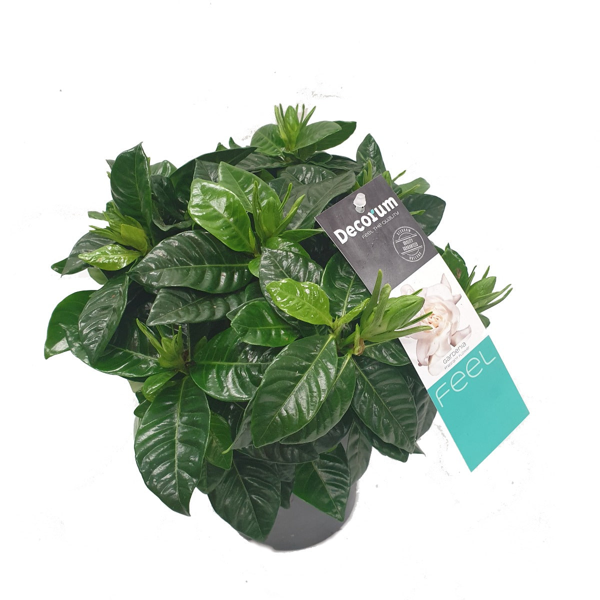 Scented Gardenia