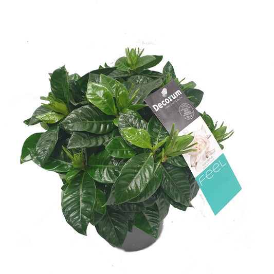 Scented Gardenia | Potted Houseplants