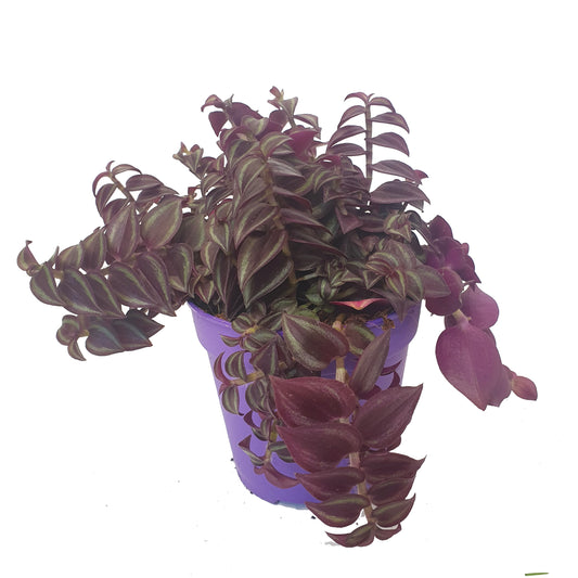 Wandering Dude | Purple Passion | Perfect Plants for Under £30