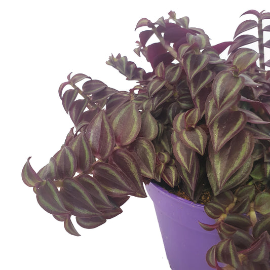 Wandering Dude | Purple Passion | Potted Houseplants
