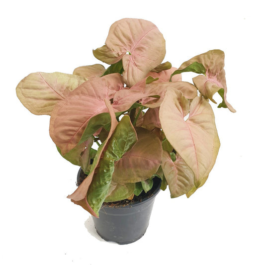 Pink Arrowhead Vine | Hard To Find | Air Purifying Plants