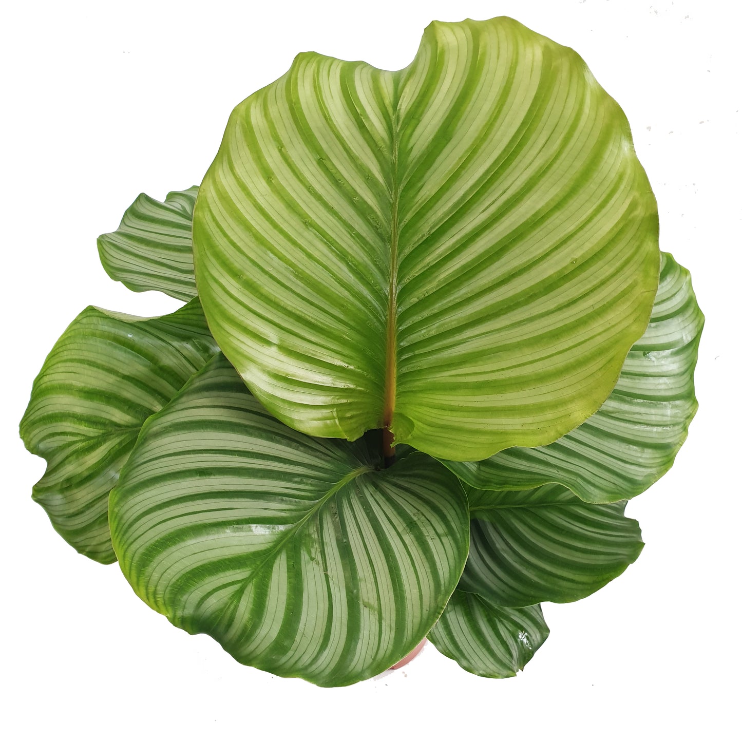 Prayer Plant | Orbifolia