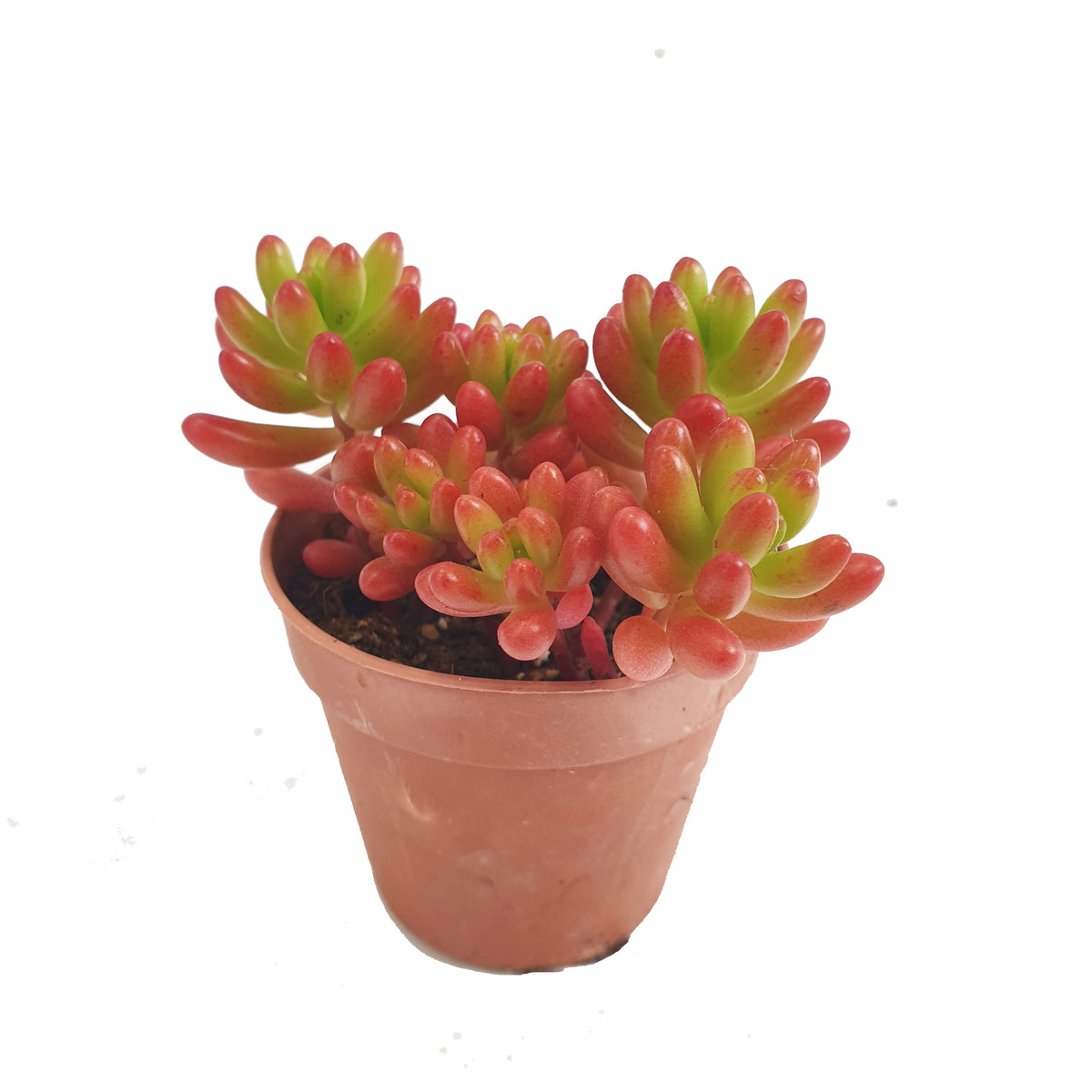 Jelly Bean Plant | Aurora