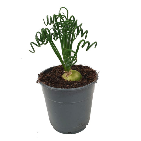 Corkscrew Plant | Frizzle Sizzle | Rare Plant | Potted Houseplants