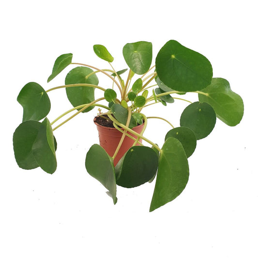 Chinese Money Plant | Indoor Hanging Plants