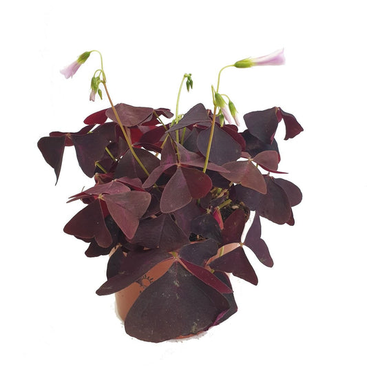 False Shamrock | Purple | Perfect Plants for Under £30