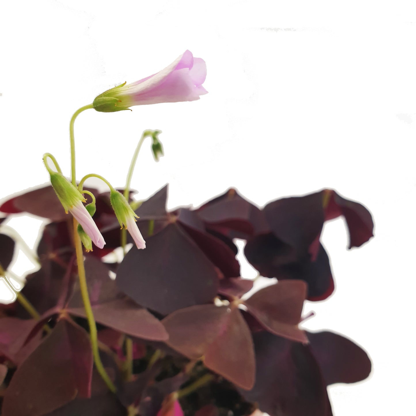 False Shamrock | Purple