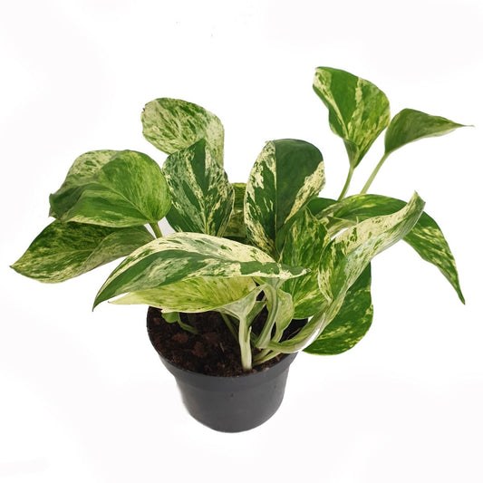 Pothos | Marble Queen | Perfect Plants for Under £30