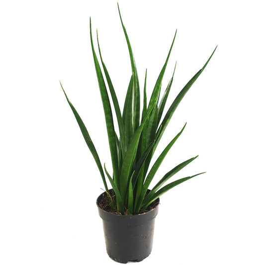Snake Plant | Friends | Potted Houseplants