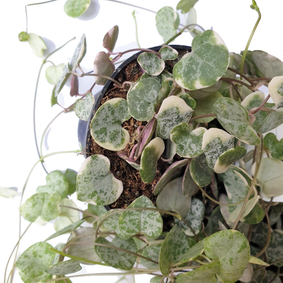 String Of Hearts | Variegated Marlies