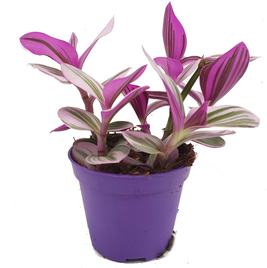 Wandering Dude | Nanouk | Perfect Plants for Under £50