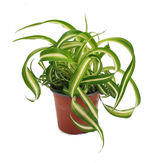 Curly Spider Plant | Bonnie | Variegated Plants