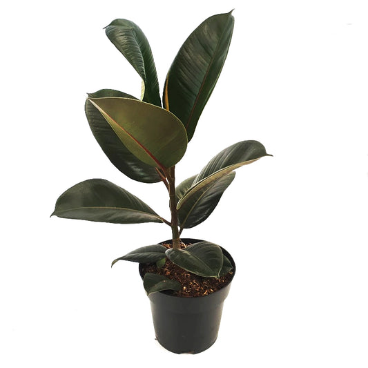 Rubber Plant | Robusta | Perfect Plants for Under £30