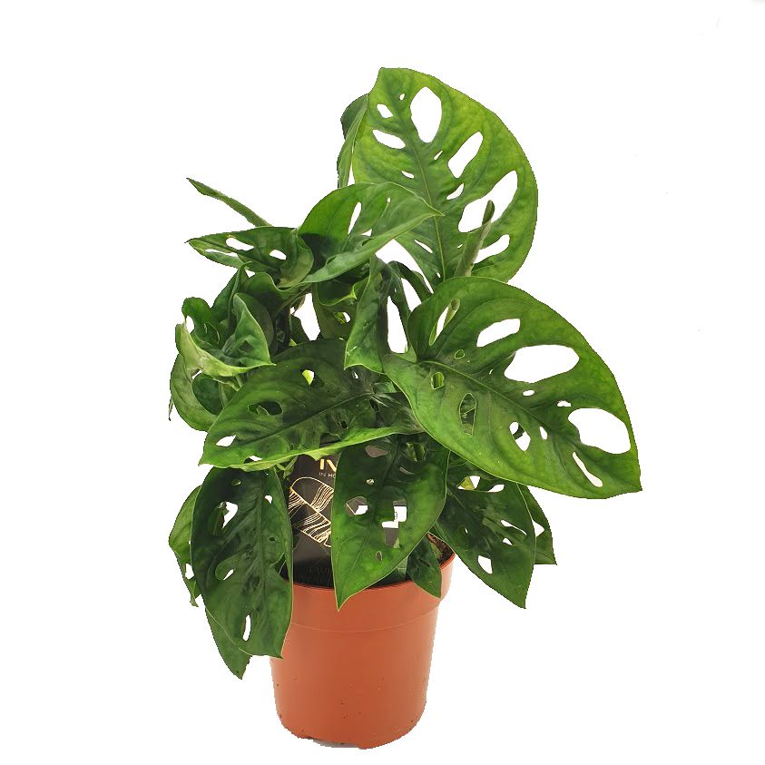 Monstera | Monkey Mask