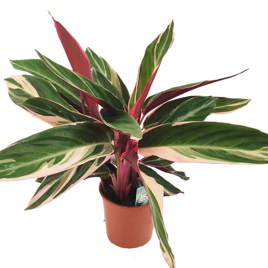 Never Never Plant | Triostar | Potted Houseplants