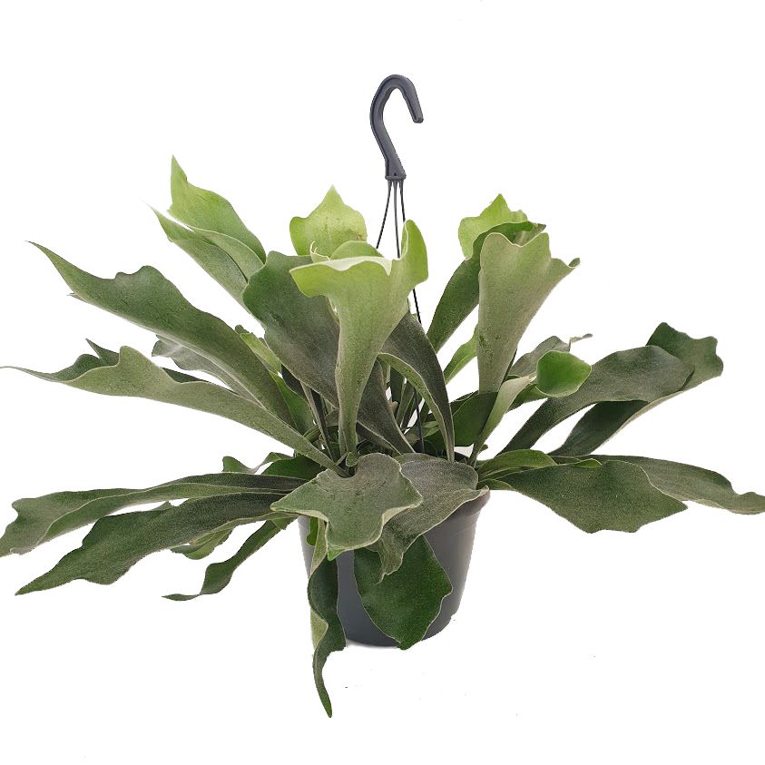 Staghorn Fern