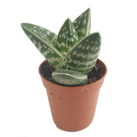 Aloe Vera | Tiger | Air Purifying Plants