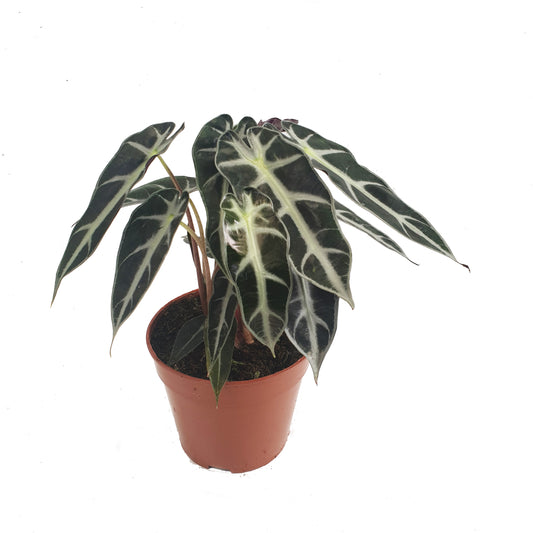 Elephant Ear | Bambino Arrow | Potted Houseplants