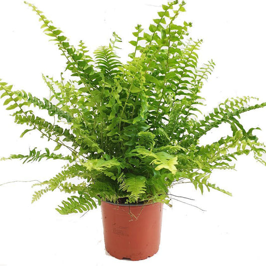 Boston Fern | Green Moment | Perfect Plants for Under £30