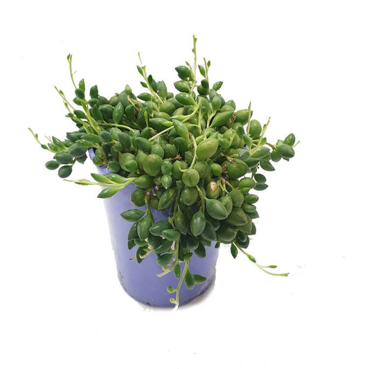 String Of Teardrops | String Of Pearls | Potted Houseplants