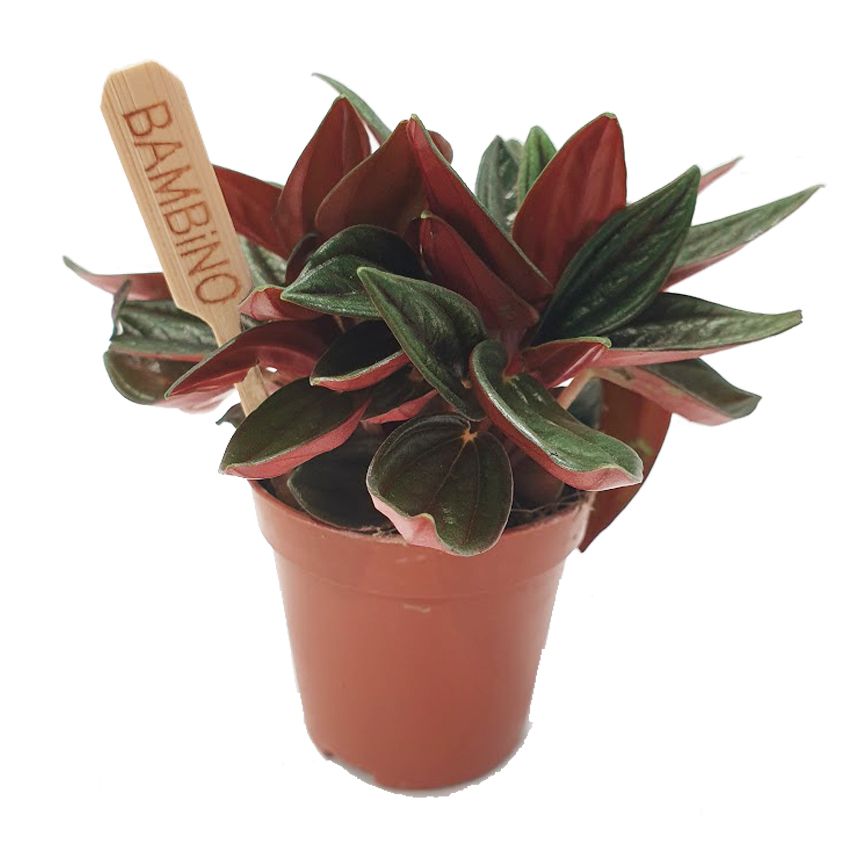 Radiator Plant | Rosso