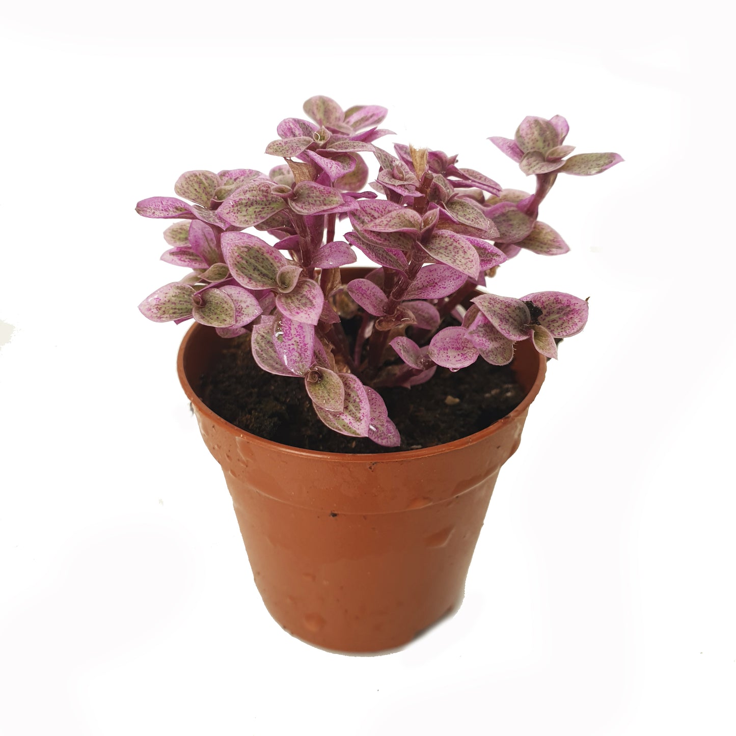 Pink Panther Plant | Pink Lady