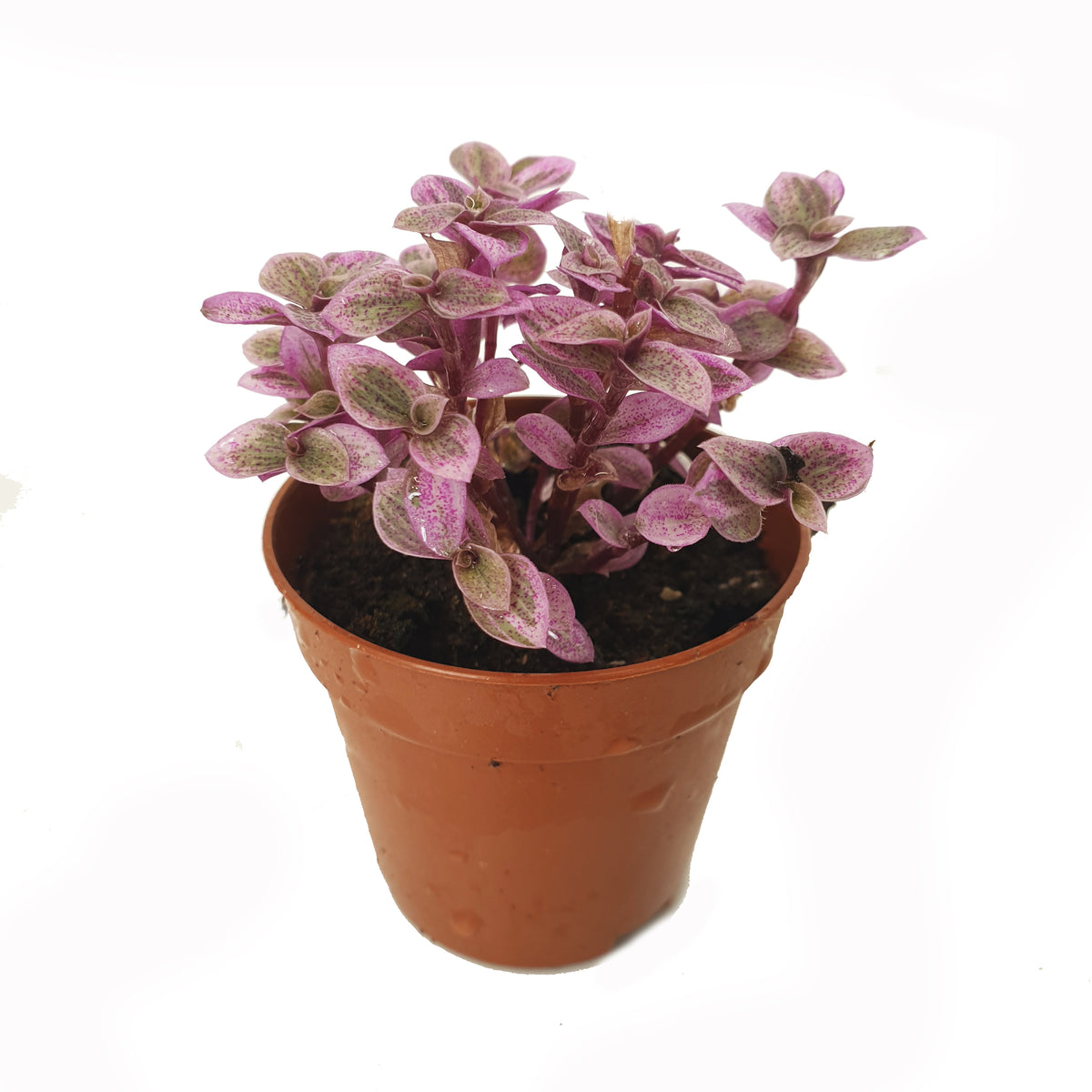 Pink Panther Plant | Pink Lady