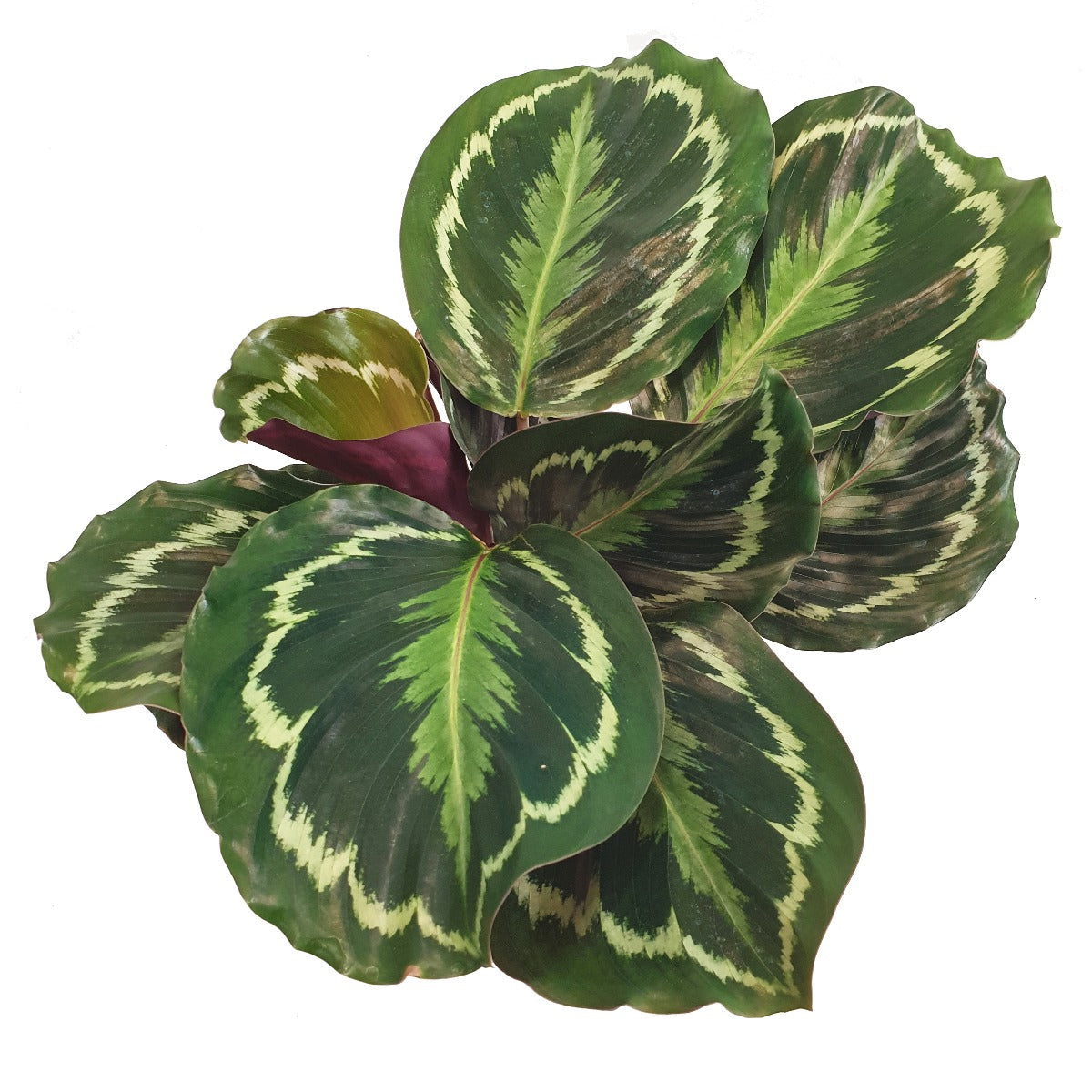 Prayer Plant | Medallion