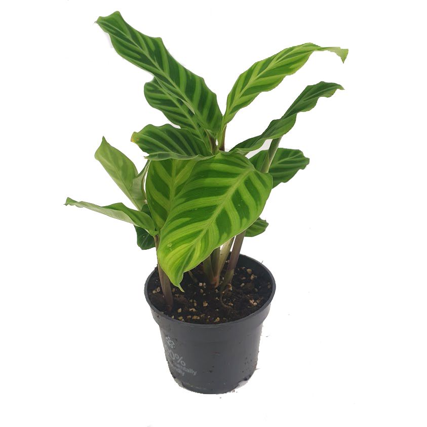 Prayer Plant | Zebrina