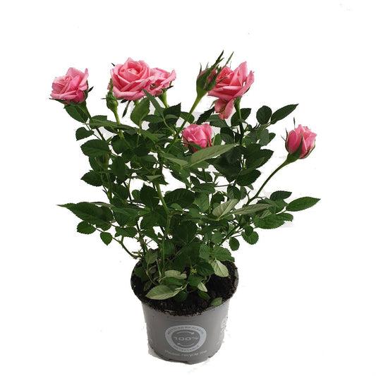 Flowering Rose | Pink | Plant Gift Sets & Gift Ideas