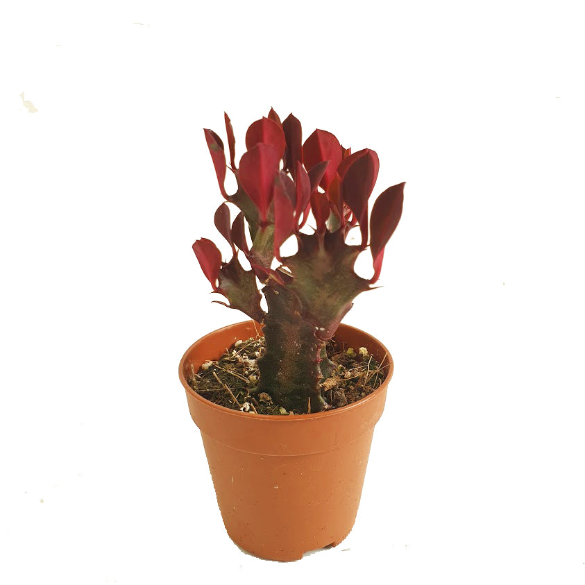 African Milk Tree | Red