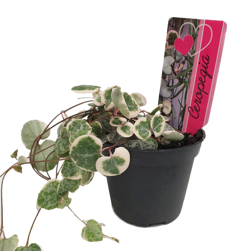 String Of Hearts | Variegated Marlies