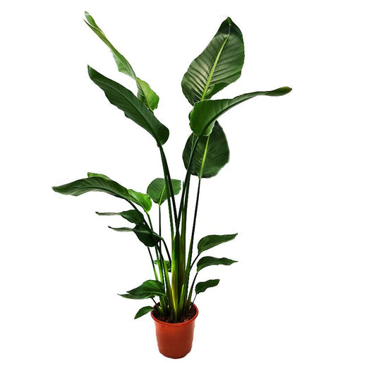 Bird Of Paradise | White | Perfect Plants for Under £30