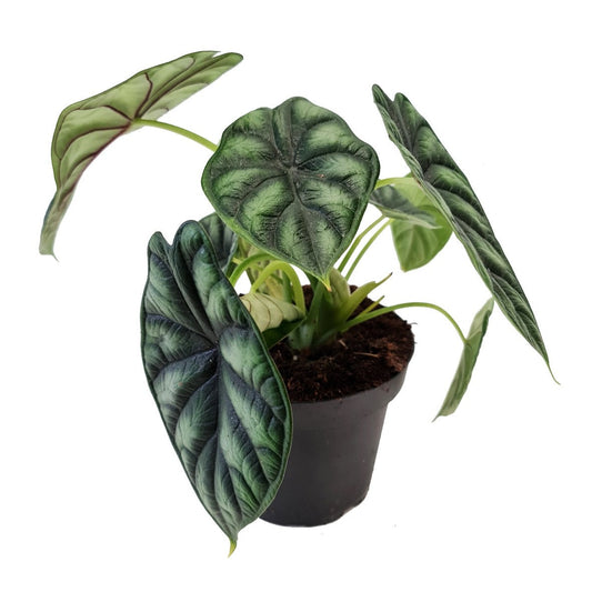 Elephant Ear | Dragon Scale | Rare Plant | Potted Houseplants