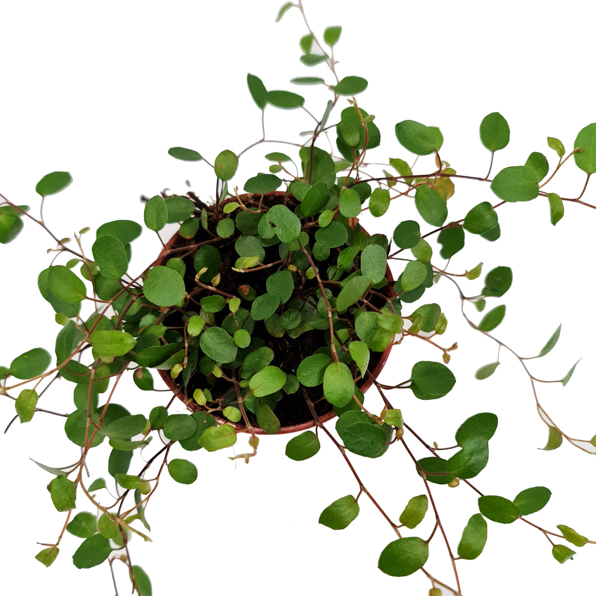 Maidenhair Vine