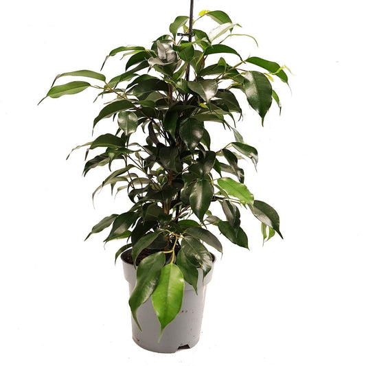 Weeping Fig | Danielle | Perfect Plants for Under £30
