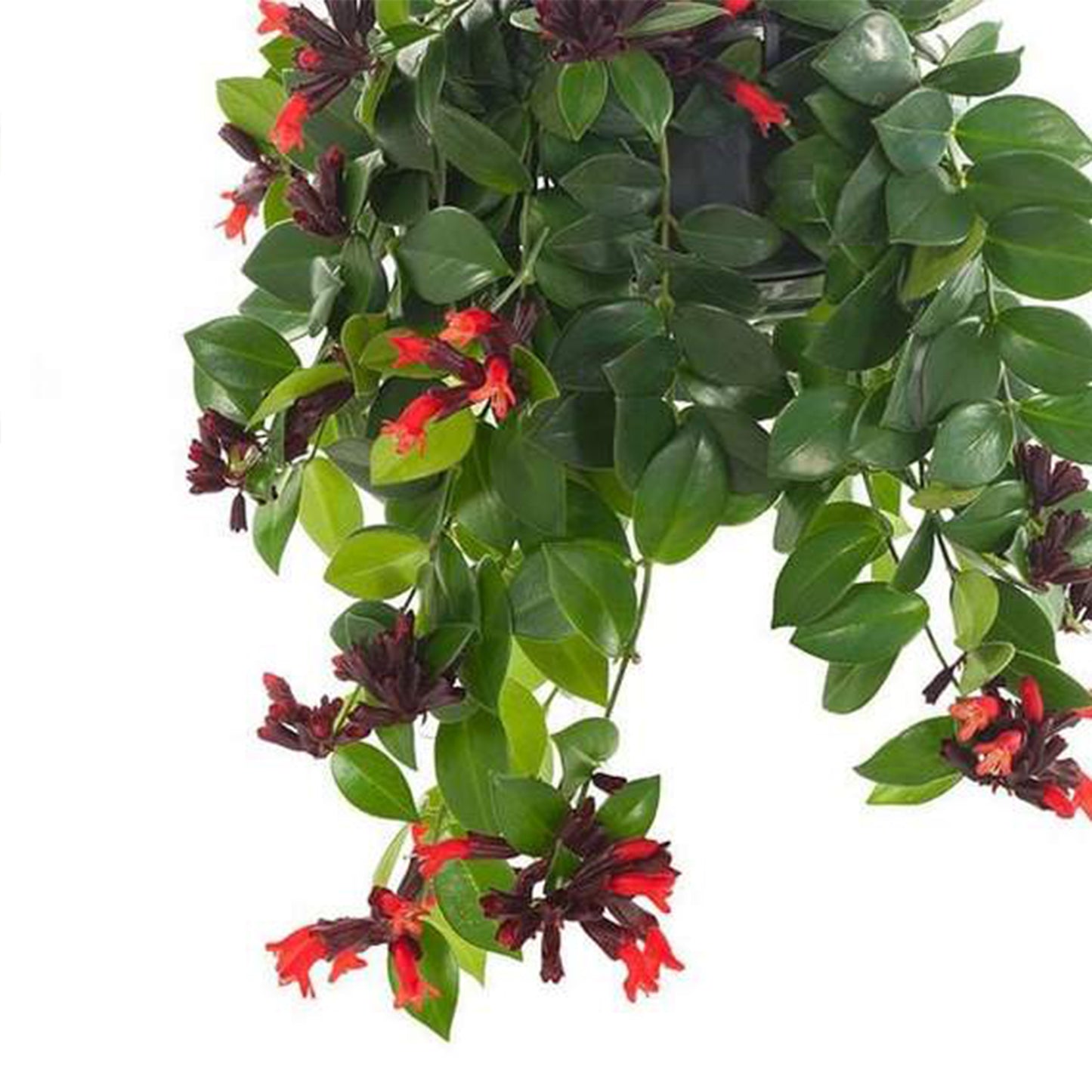 Lipstick Plant | Mona Lisa