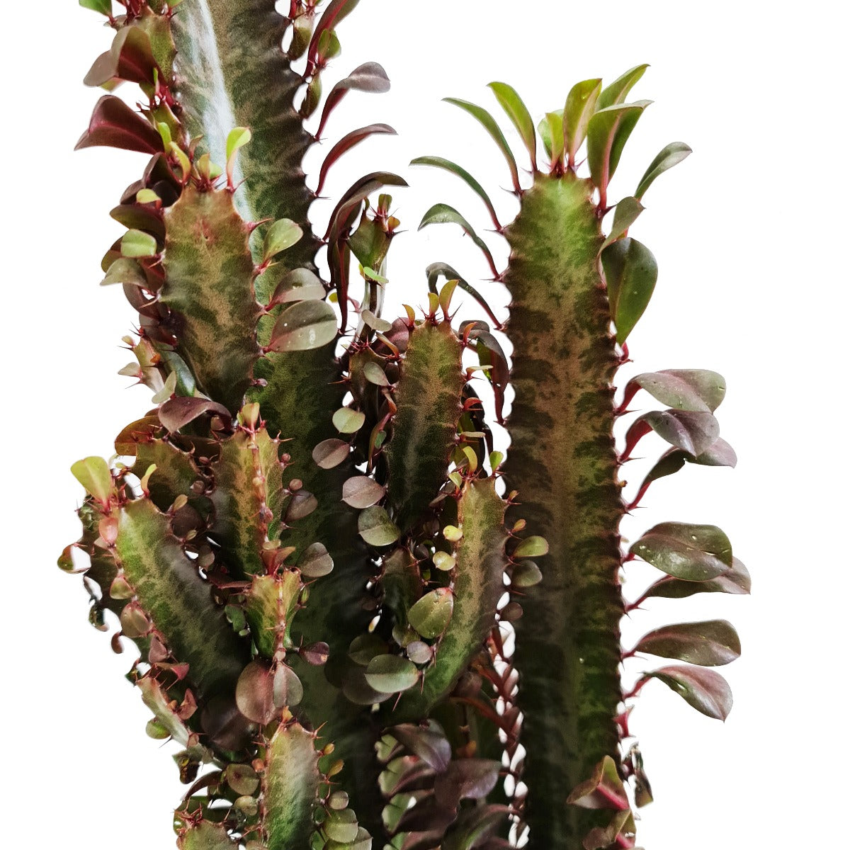 African Milk Tree | Red