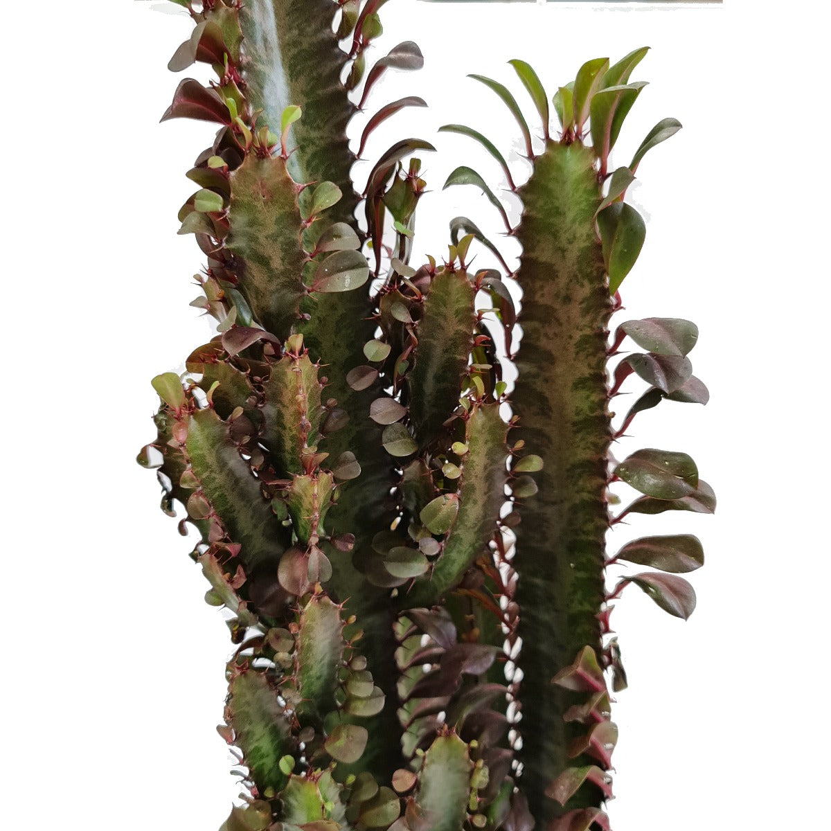 African Milk Tree | Red