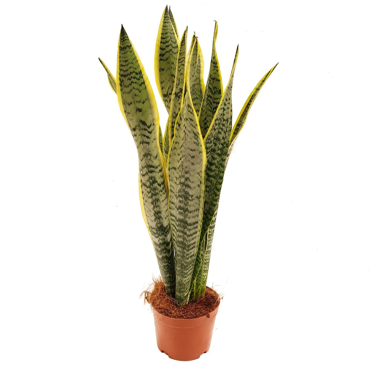 Snake Plant | Laurentii