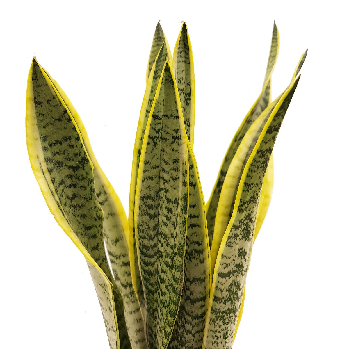 Snake Plant | Laurentii