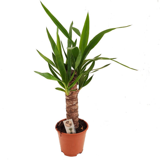 Yucca | Air Purifying Plants