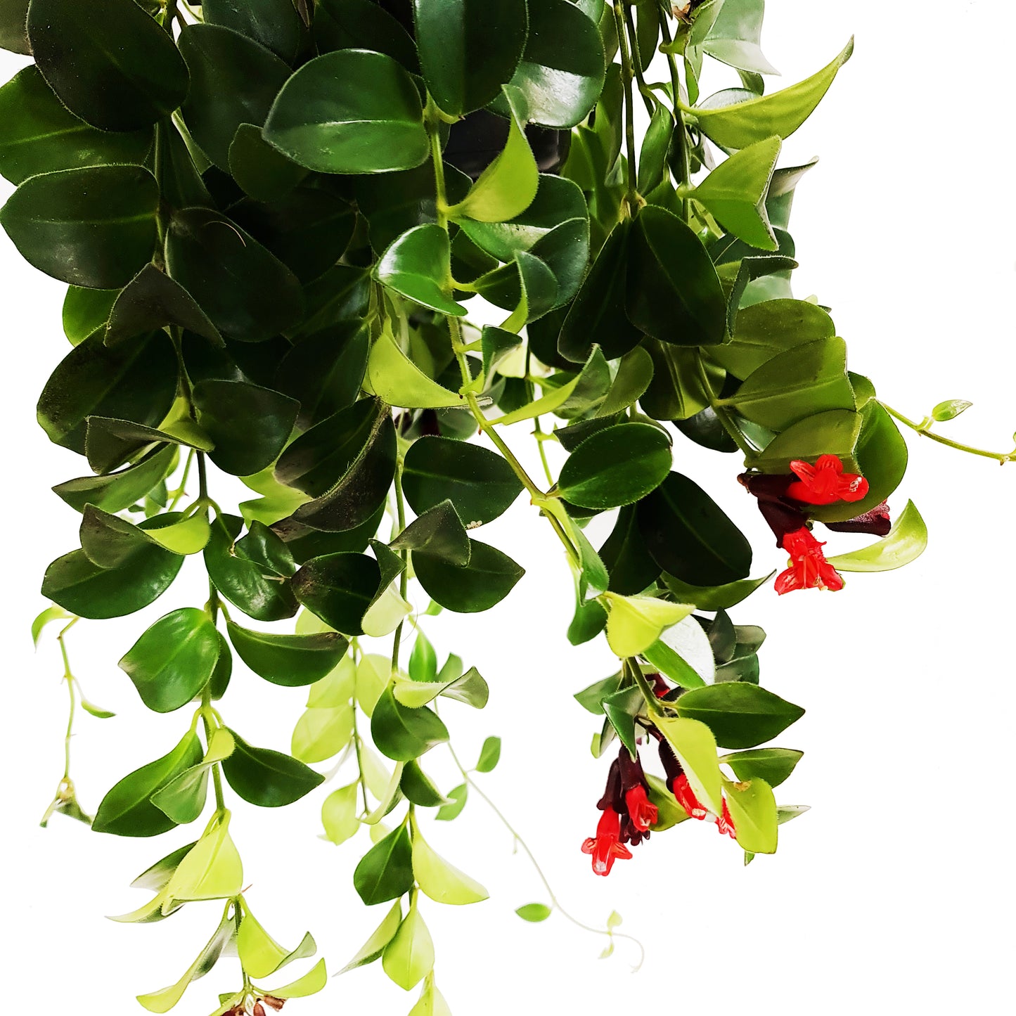 Lipstick Plant | Mona Lisa