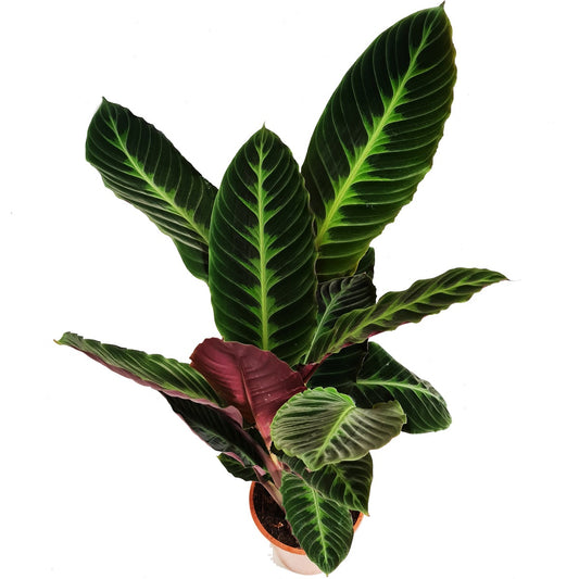 Prayer Plant | Jungle Velvet | Hard To Find | Potted Houseplants