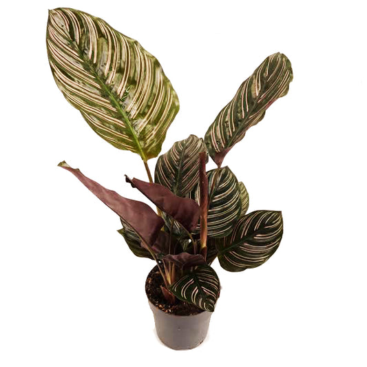 Prayer Plant | Sanderiana | Potted Houseplants